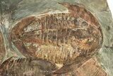 Large Asaphid Trilobite Mortality Plate - Impressive Display #229615-3